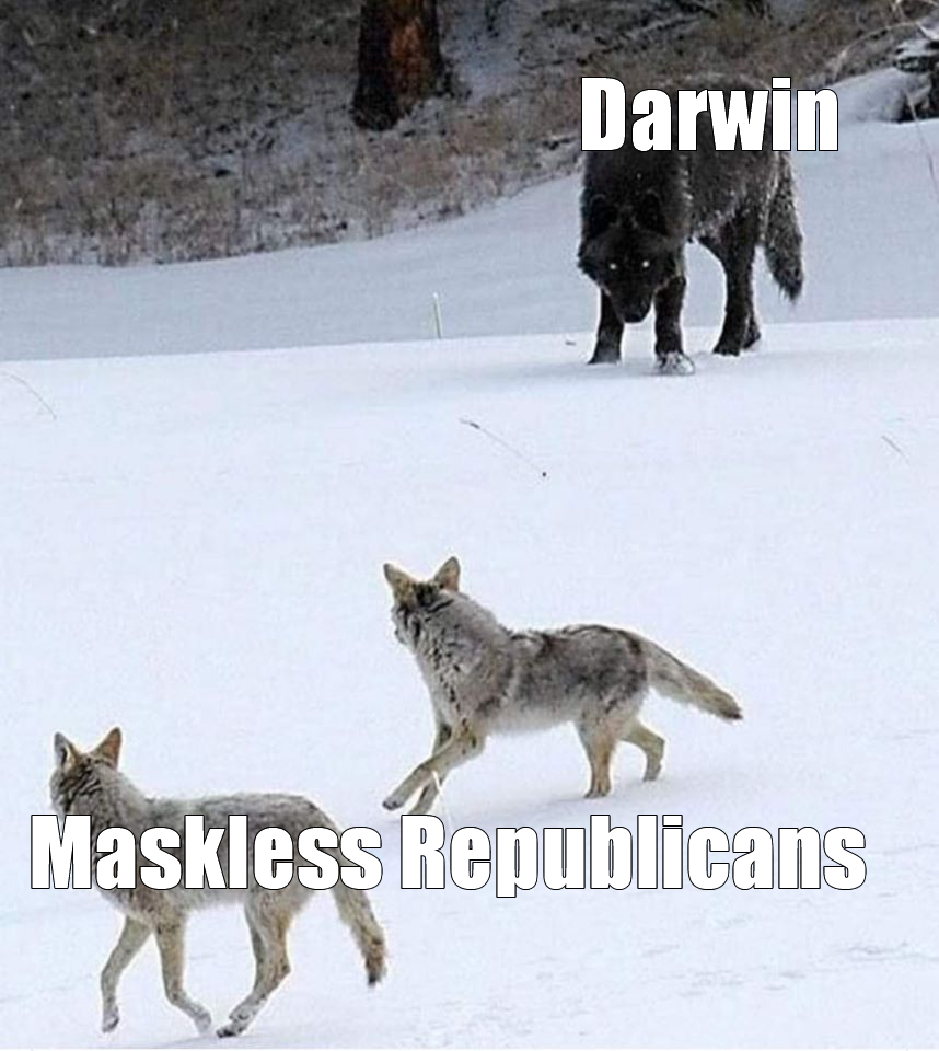 This meme is a humorous comparison between two groups of people. It features a split image with a top section showing a wolf (labeled "Darwin") and a bottom section showing coyotes (labeled "Maskless Republicans"). The text in the image is a play on the idea that Darwin's theory of natural selection explains why wolves are at the top of the food chain, implying that maskless Republicans are at the bottom of the social hierarchy.